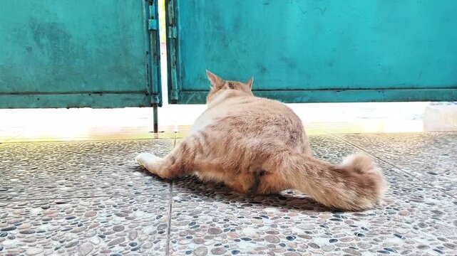 Back view of fluffy ginger cat lying on pebble floor wagging tail, long hair orange cat resting near blue gate outdoors stock video footage.