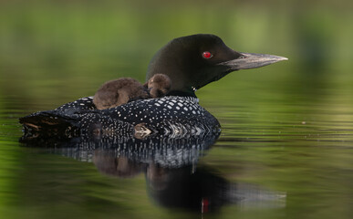 Common loon on a lake at sunrise  © Harry Collins