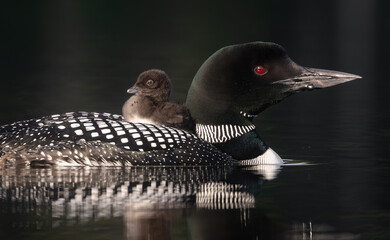 Common loon on a lake at sunrise  © Harry Collins
