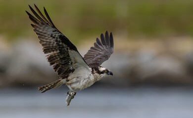 Fototapeta premium An osprey fishing in the ocean 