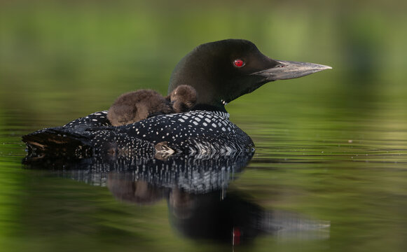 Common loon on a lake at sunrise 