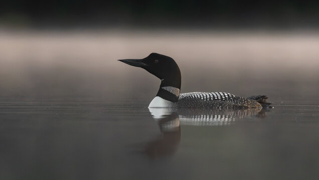Common loon on a lake at sunrise 