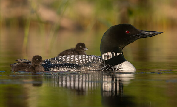 Common loon on a lake at sunrise 