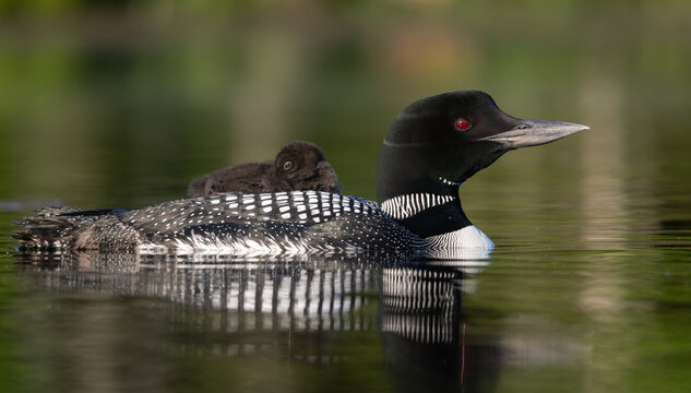 Common loon on a lake at sunrise 
