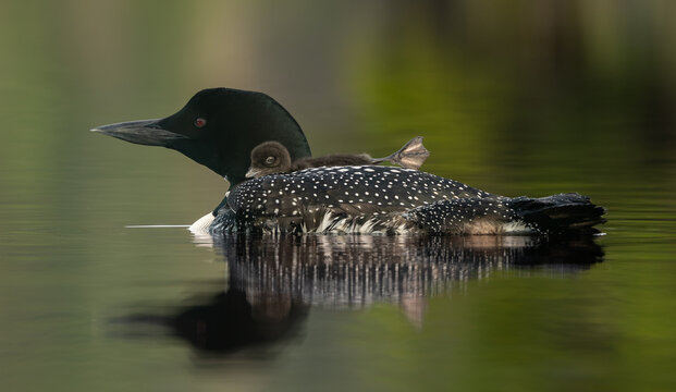 Common loon on a lake at sunrise 