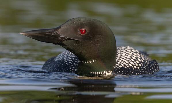 Common loon on a lake at sunrise 
