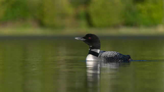 Common loon on a lake at sunrise 