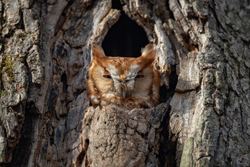 Obraz premium A screech owl in a tree