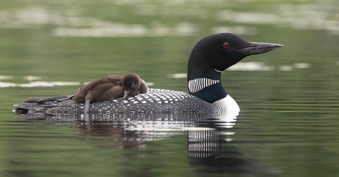 Common loon on a lake at sunrise 
