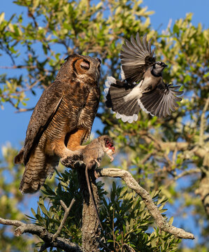 Great Horned Owl in Florida 