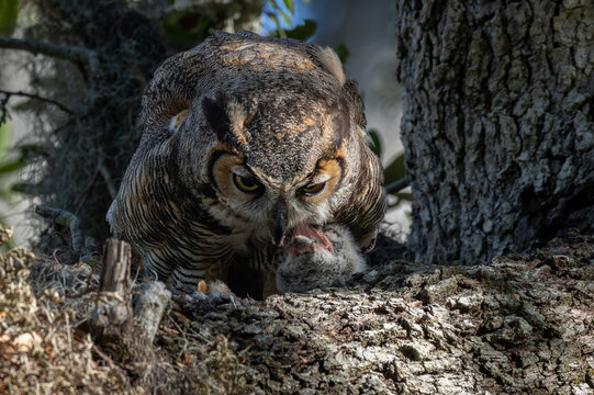 Great Horned Owl in Florida 