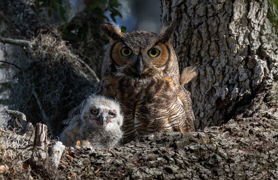 Great Horned Owl in Florida 