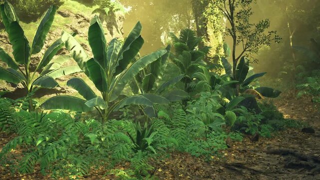 Sunlit banana grove at dawn misty golden rays filter through broad banana leaves, dewy undergrowth and dense ferns carpet humid forest floor, vibrant green