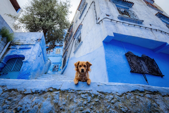Cute brown dog looking over a blue wall on a picturesque narrow street in Chefchaouen, the famous Blue City of Morocco