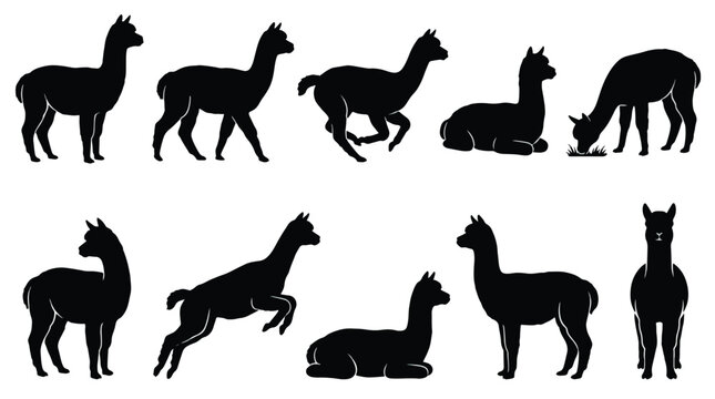 Llama and alpaca herd vector illustration. Standing, walking, and resting camelids in solid black silhouette on white background for educational materials.