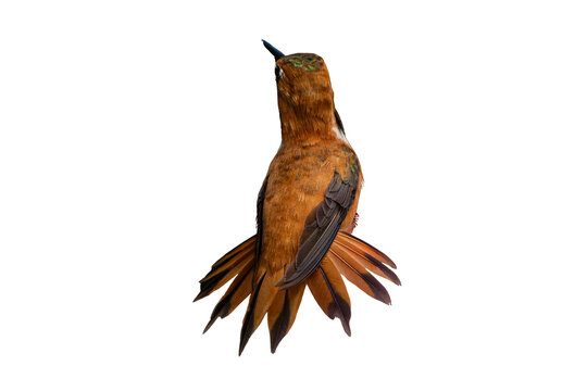 Rufous Hummingbird (Selasphorus rufus) Rear View Photo, Perched Showing His Tail Feathers, Over a Transparent, Isolated PNG Background
