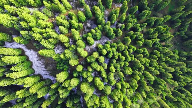 High angle aerial view of dense green pine forest with remnants of melting snow.