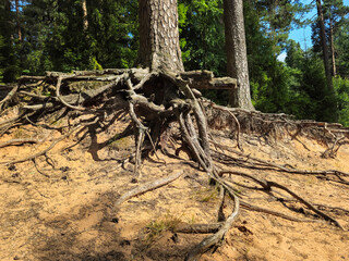 Powerful old pine tree roots clinging to sandy ground on a hillside under bright sunlight. © sablinstanislav