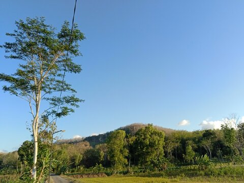 The mahogany tree stands tall with a spreading canopy and dense green foliage. The backdrop of a clear blue sky and surrounding trees creates a cool, natural atmosphere, showcasing the beauty and shad