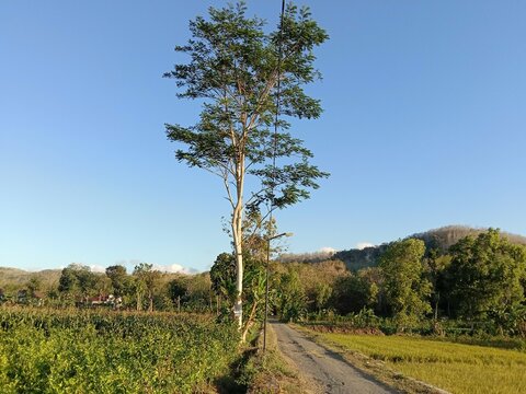 The mahogany tree stands tall with a spreading canopy and dense green foliage. The backdrop of a clear blue sky and surrounding trees creates a cool, natural atmosphere, showcasing the beauty and shad