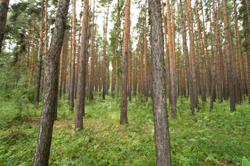 Fototapeta premium Pine forest 