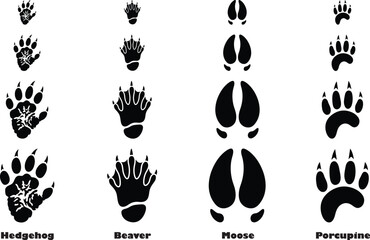 Fototapeta premium Set of animal footprints, including hedgehog, beaver, moose, and porcupine tracks