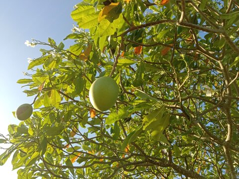 Young **bisbul** (*Diospyros blancoi*) fruits hang green amidst the dense foliage. The tree appears lush against a backdrop of bright blue sky, creating a fresh, natural, and soothing orchard atmosphe