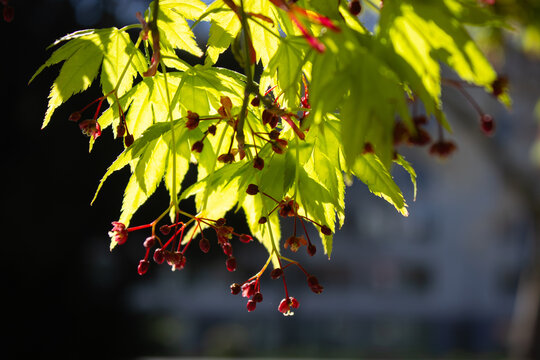 A stunning close up macro photograph showing bright green backlit Japanese maple tree leaves and small red blooming flowers against a dark background