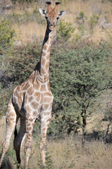 Giraffes © camerawithlegs