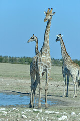 Giraffes © camerawithlegs