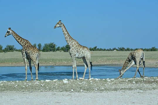 Giraffes