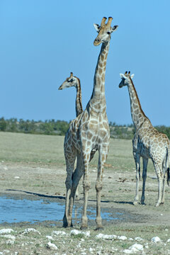 Giraffes