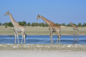 Giraffes © camerawithlegs