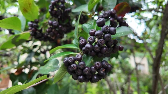 Chokeberry or aronia fruits on a tree in summer