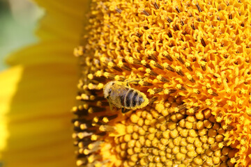 A pollen-covered honeybee collects nectar from the dense florets of a sunflower head, revealing detailed textures, golden tones and the vital role of pollinators in summer gardens and agriculture. © lms_lms