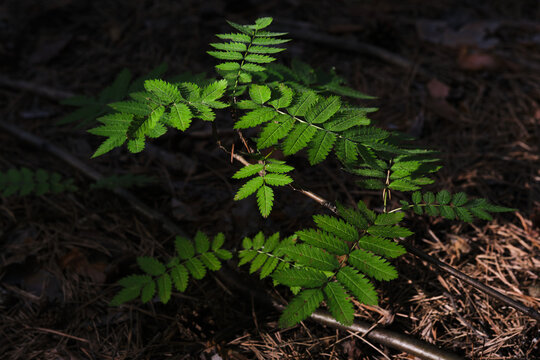Sunlit green young rowan leaves illuminated on dark, shadowy forest floor background.