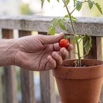 A hand picking a small ripe red cherry tomato from a vine over a terracotta pot on a wood porch