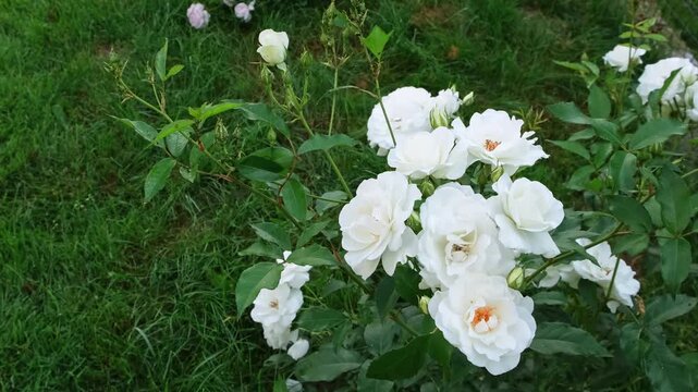 White rose bush blooming on green grass background. Flower in the park. lush blooming of Rosa Schneewittchen. Summer garden, floral background, white flowers. High quality 4k footage.