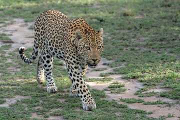 Fototapeta premium Leopard male hanging around in Sabi Sands Game Reserve in the Greater Kruger Region in South Africa
