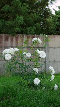 White rose bush blooming in a green garden near a fence. Summer garden, floral background, white flowers. High quality 4k footage.