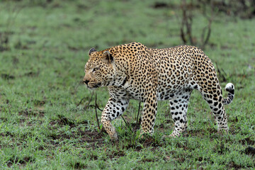Fototapeta premium Leopard male hanging around in Sabi Sands Game Reserve in the Greater Kruger Region in South Africa