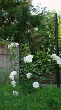 White rose bush blooming in a green garden near a fence. Summer garden, floral background, white flowers. High quality 4k footage.