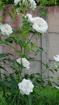 White rose bush blooming in a green garden near a fence. Summer garden, floral background, white flowers. High quality 4k footage.