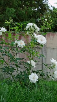 White rose bush blooming in a green garden near a fence. Summer garden, floral background, white flowers. High quality 4k footage.