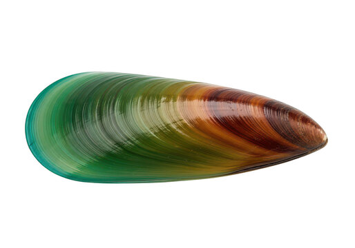 One fresh raw green mussel shell on a dark surface