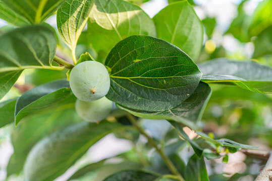 Macro shot of unripe green persimmon fruit with lush leaves