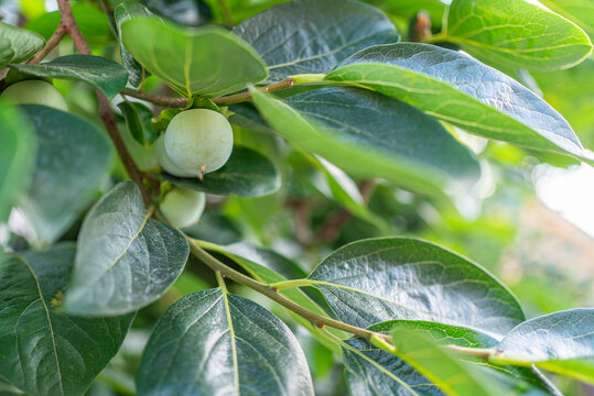 Unripe green persimmon on branch with glossy leaves in orchard