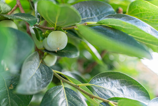 Soft focus macro of green unripe persimmon among lush foliage