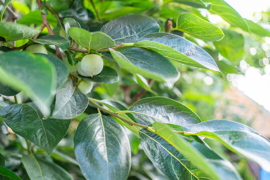 Green unripe persimmon tree branch with copy space for text