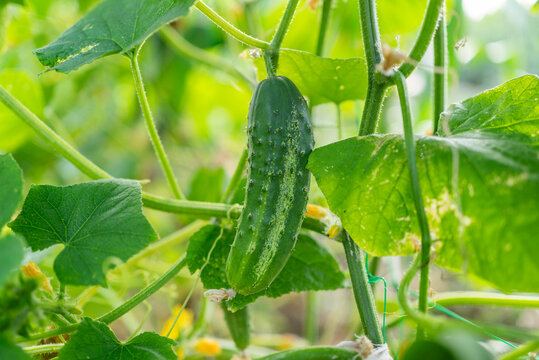 Fresh prickly green cucumber ripening on vine in sunny garden